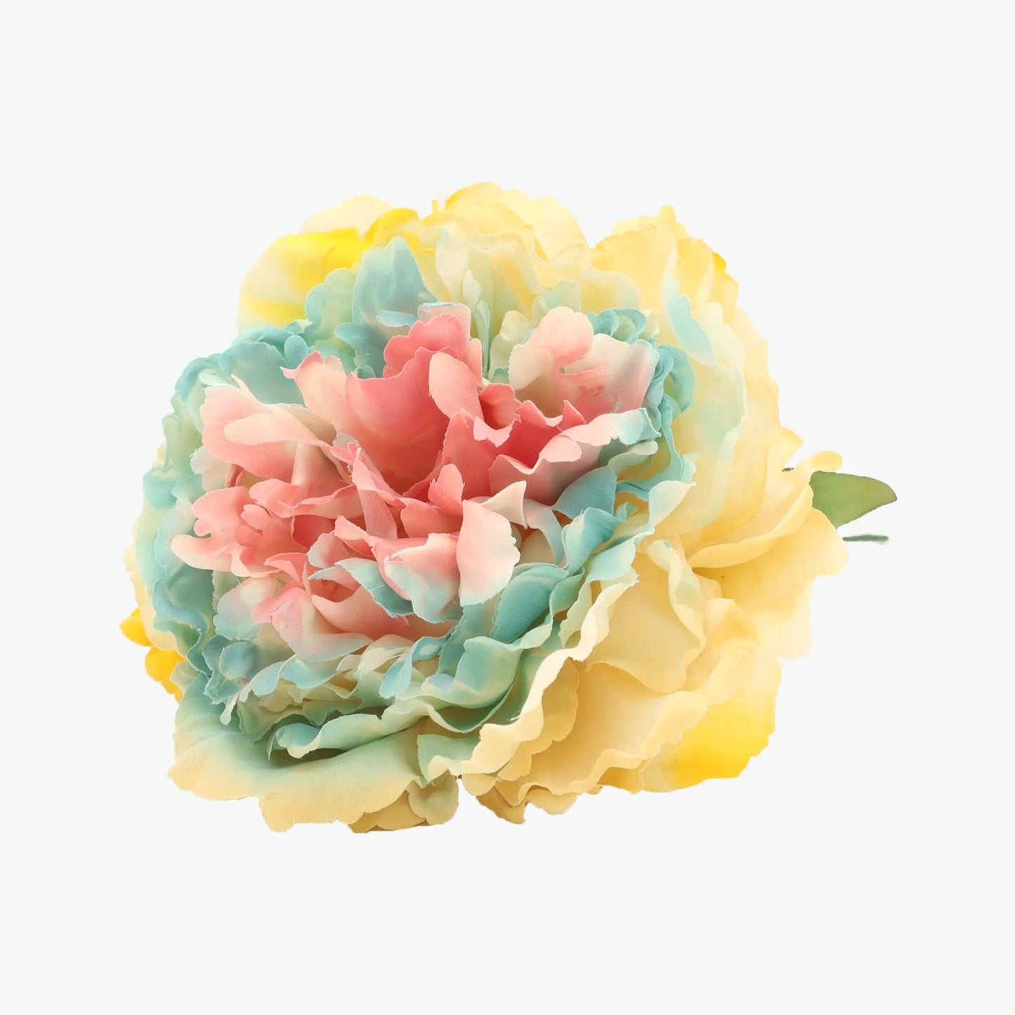 Dyed peony flowers