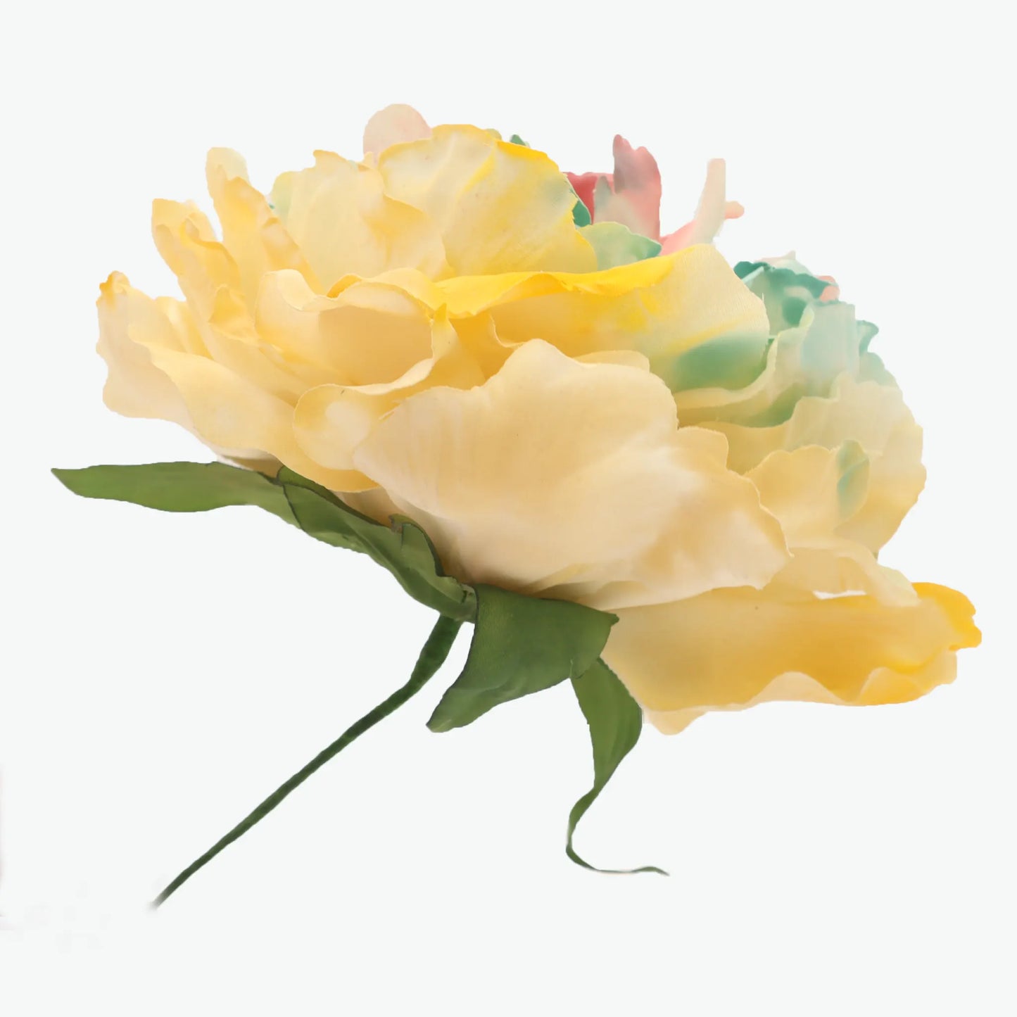 Dyed peony flowers