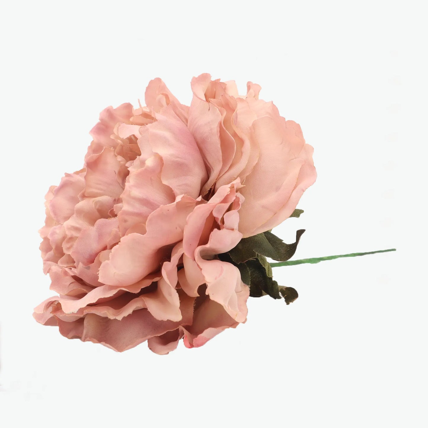 Dyed peony flowers