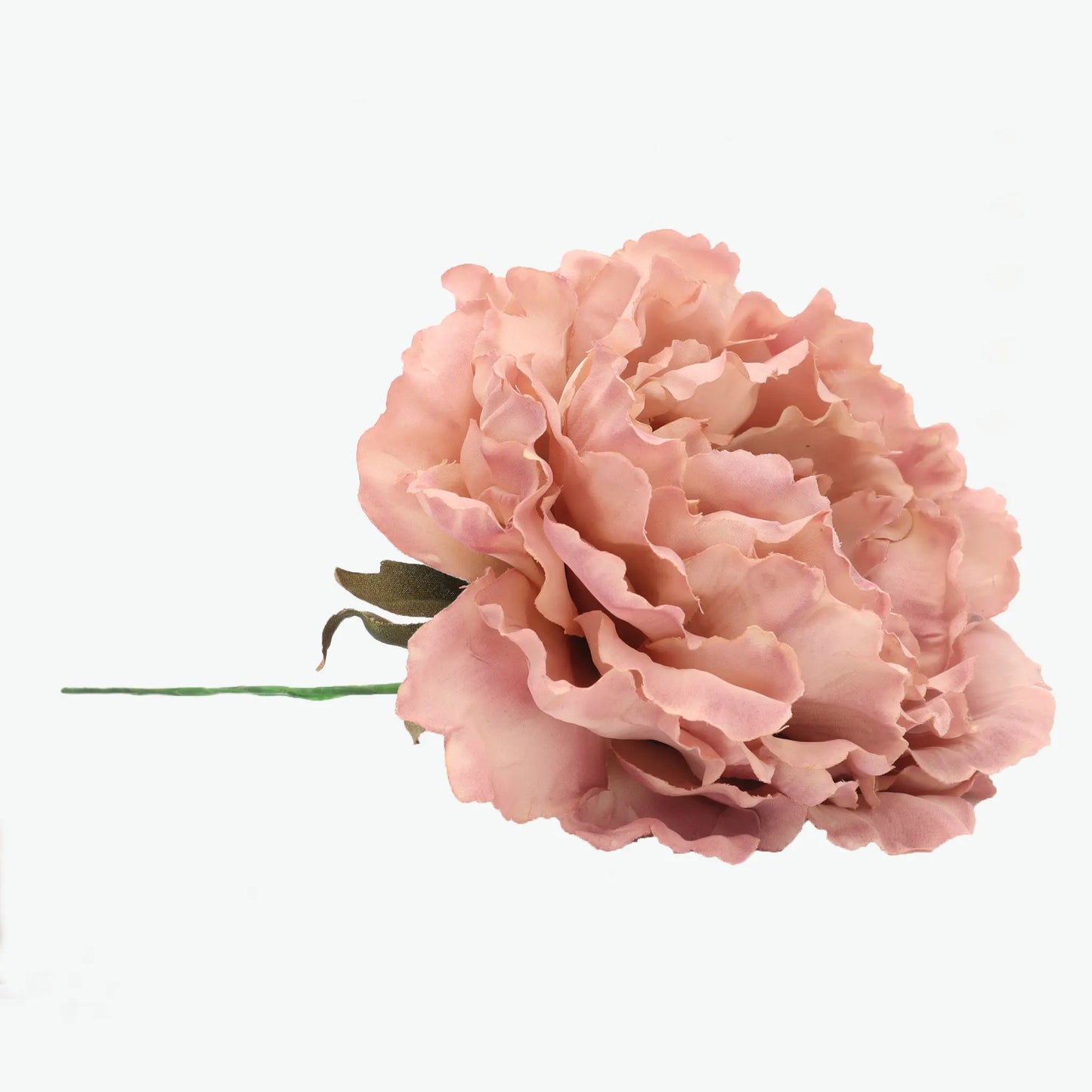 Dyed peony flowers