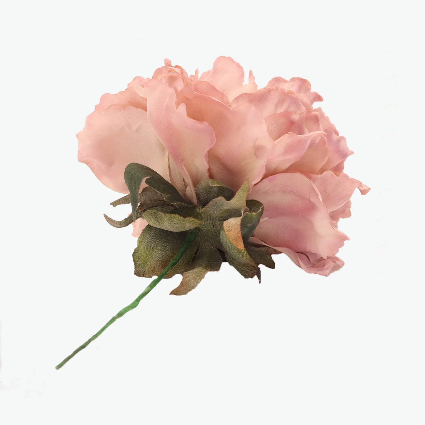 Dyed peony flowers