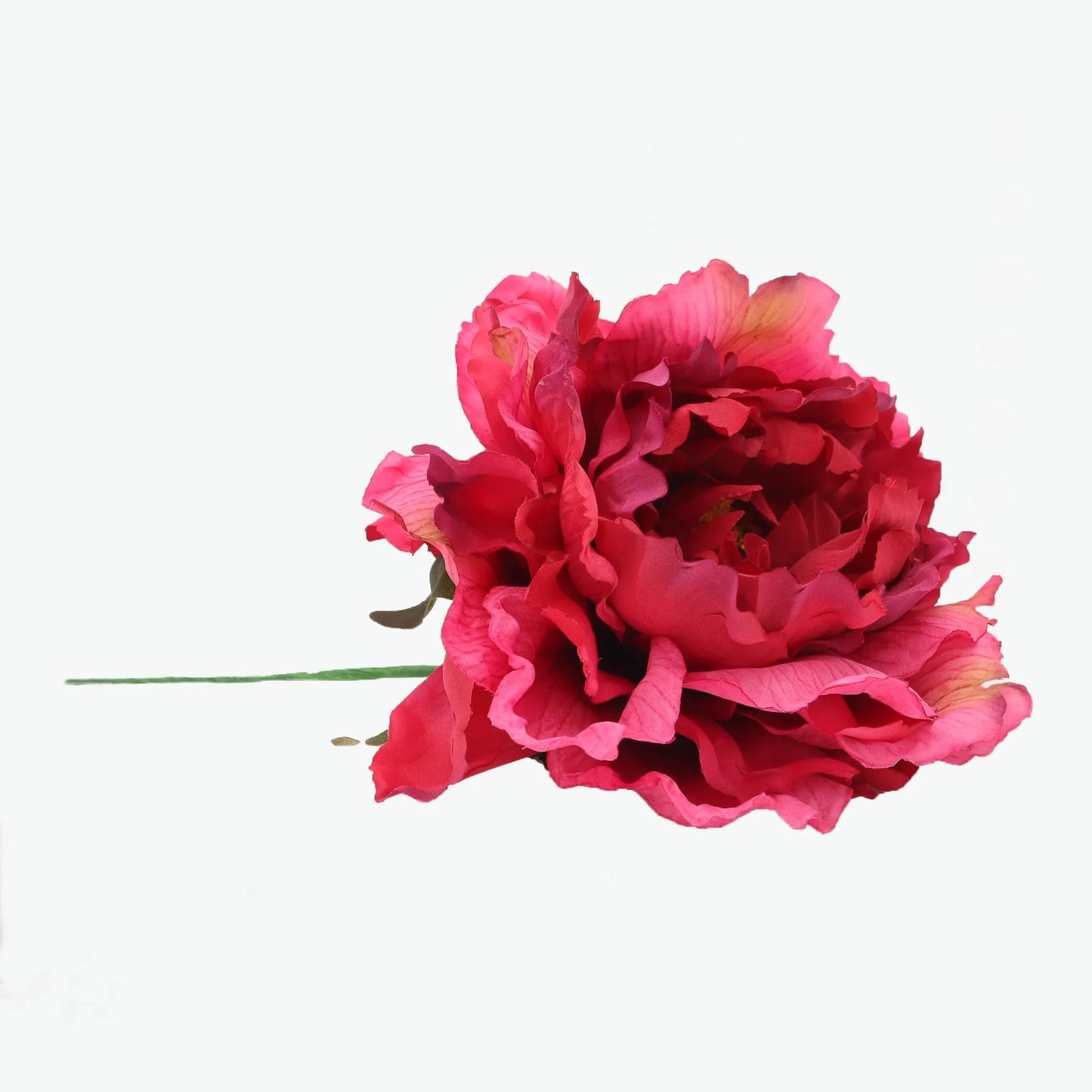 Dyed peony flowers