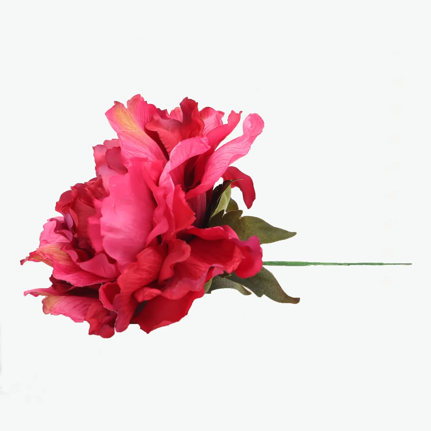 Dyed peony flowers