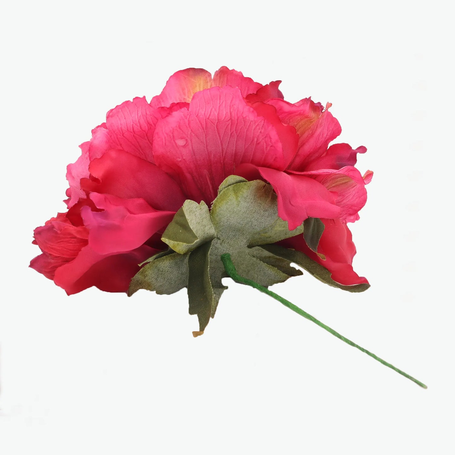 Dyed peony flowers