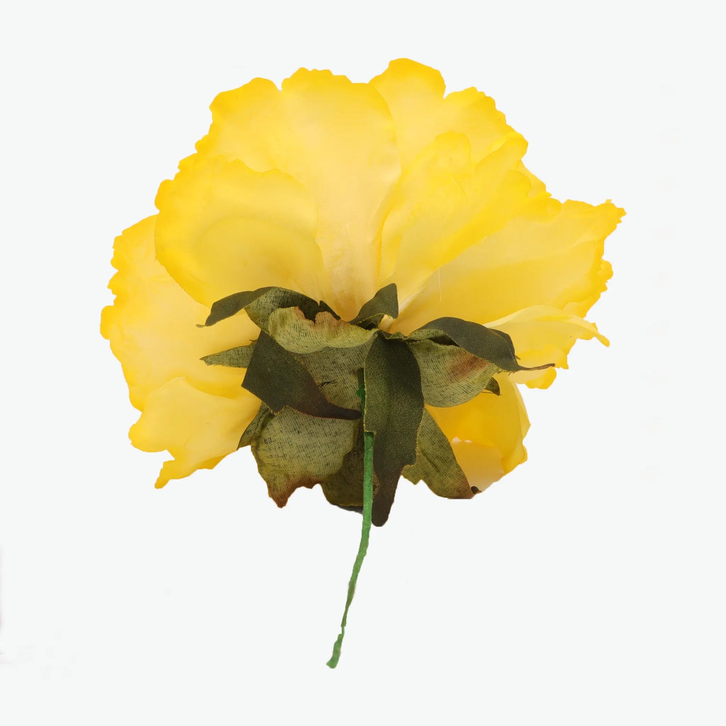 Dyed peony flowers