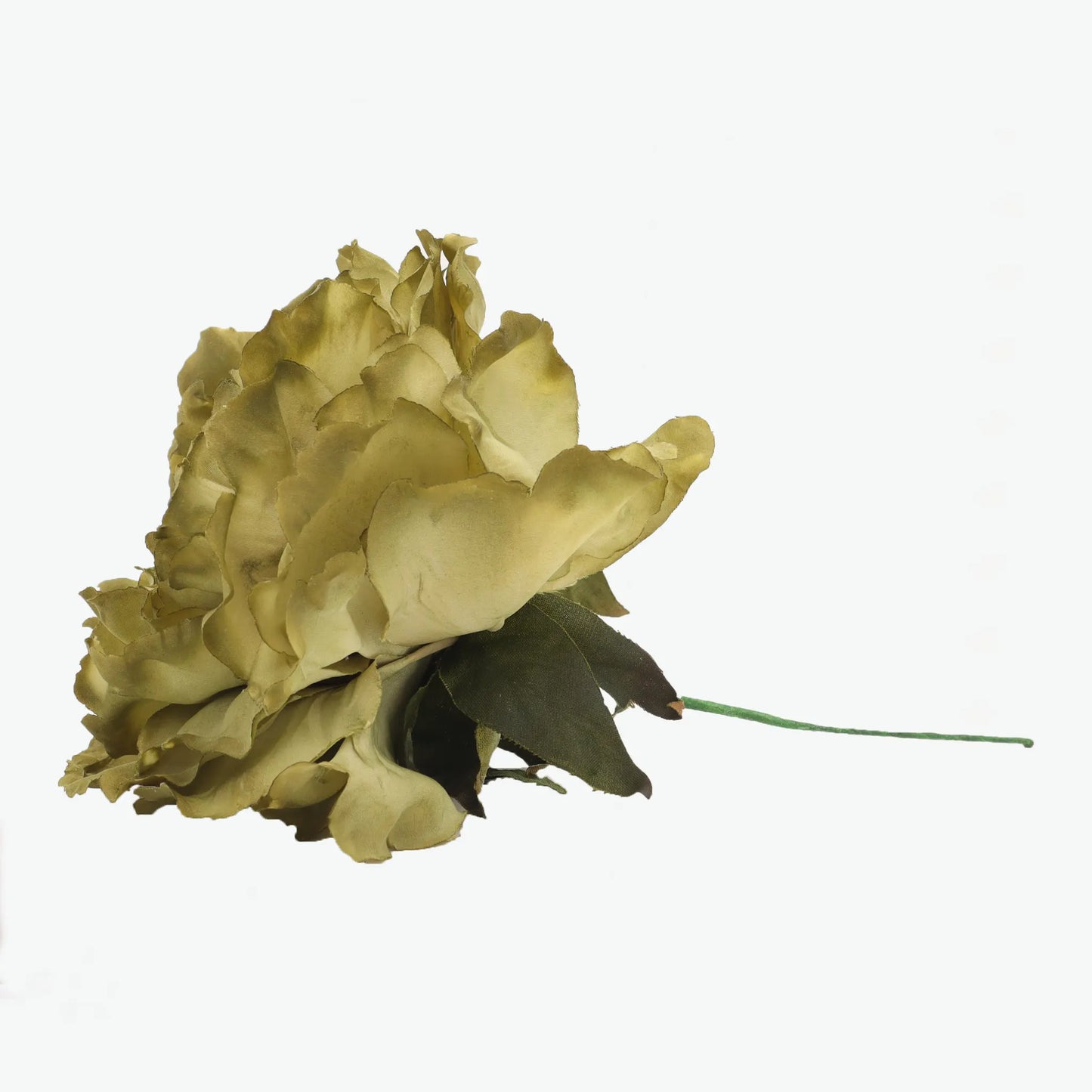 Dyed peony flowers