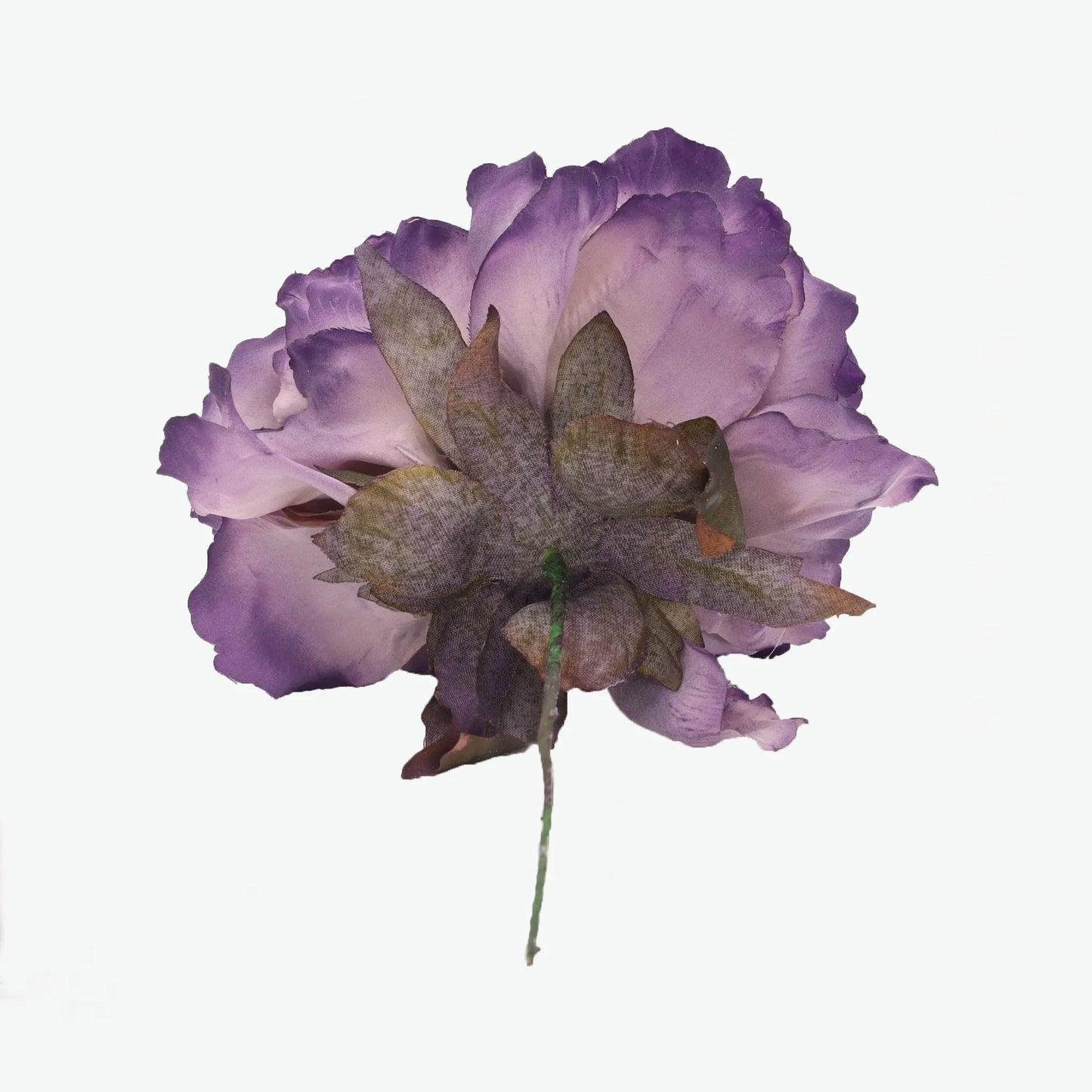 Dyed peony flowers