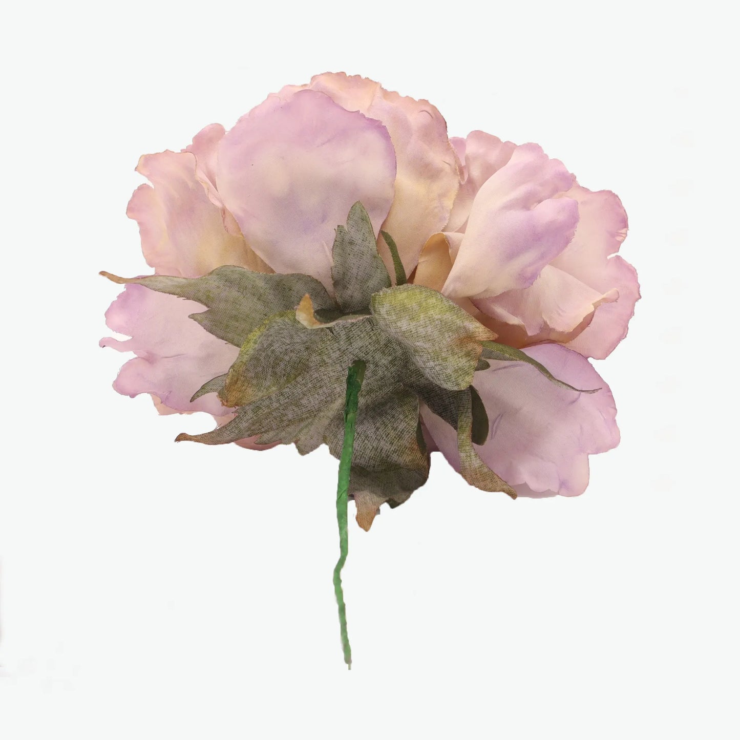 Dyed peony flowers