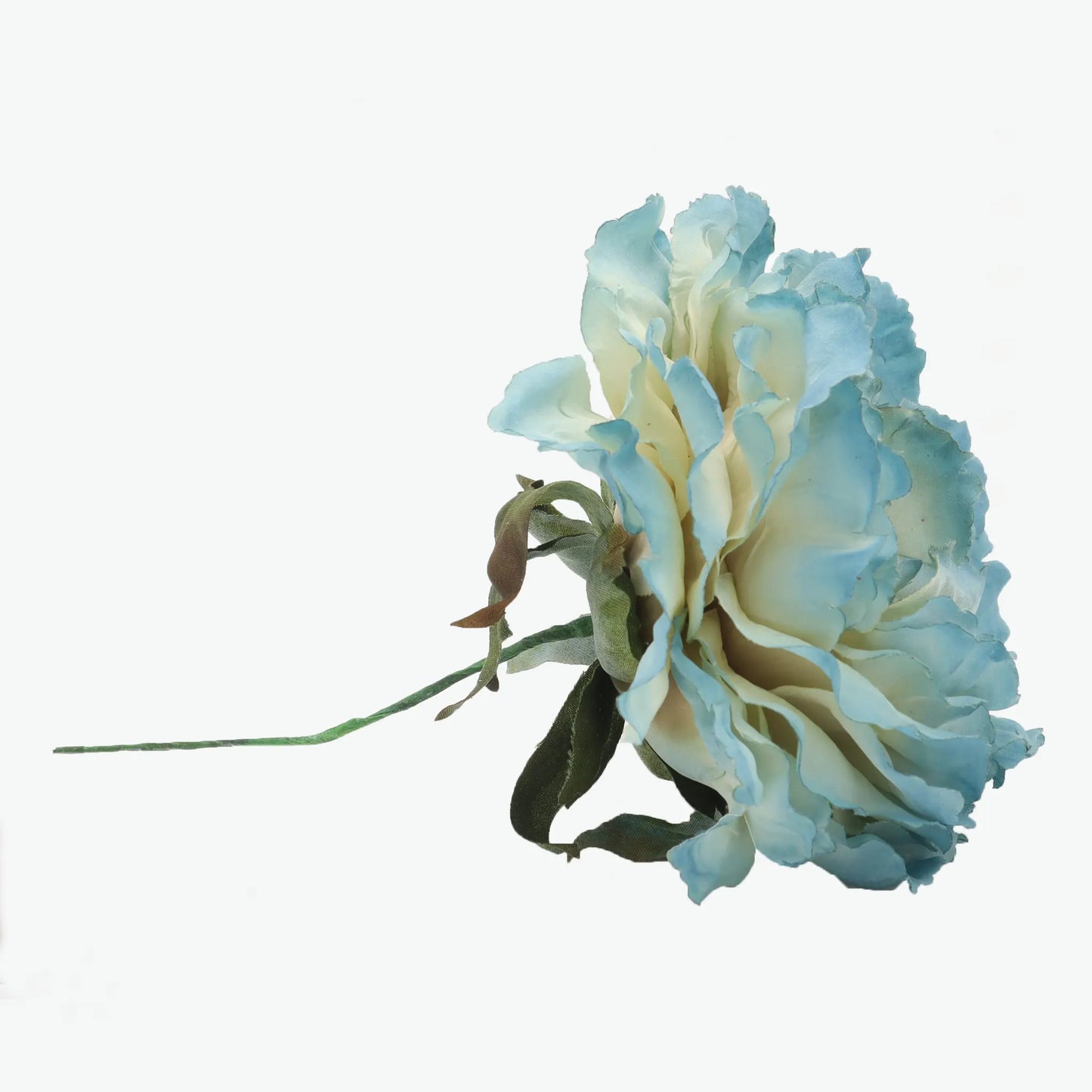 Dyed peony flowers