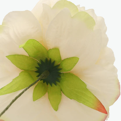 Nueva Peonia