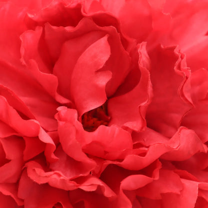 Nueva Peonia